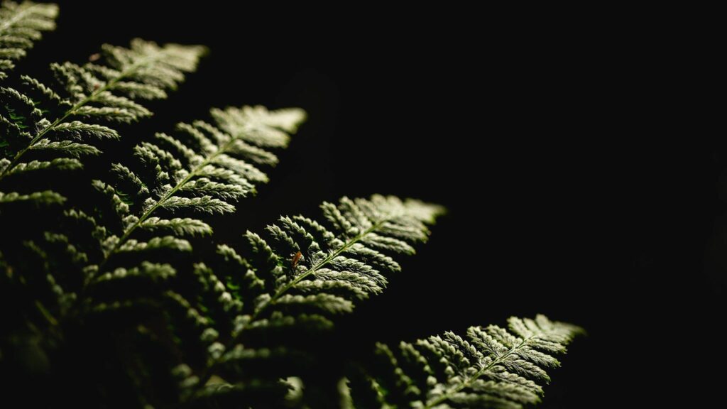 Close-up photograph of fern leaves set against a dark background. The lighting highlights the intricate details and texture of the fronds, creating a striking contrast between the bright green foliage and the deep shadowy backdrop. Image by Documentary Wedding Photographer Lewis Bishop Photography.
