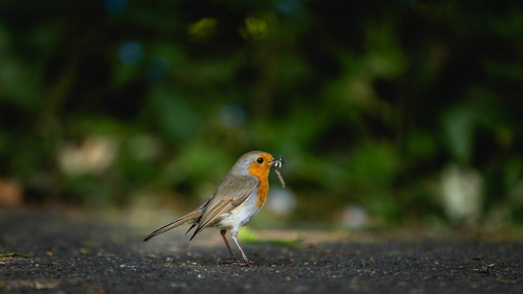 A small bird with a bright orange chest and a greyish-brown back stands on the ground holding an insect in its beak. The background is blurred with green foliage. Image by Documentary Wedding Photographer Lewis Bishop Photography.