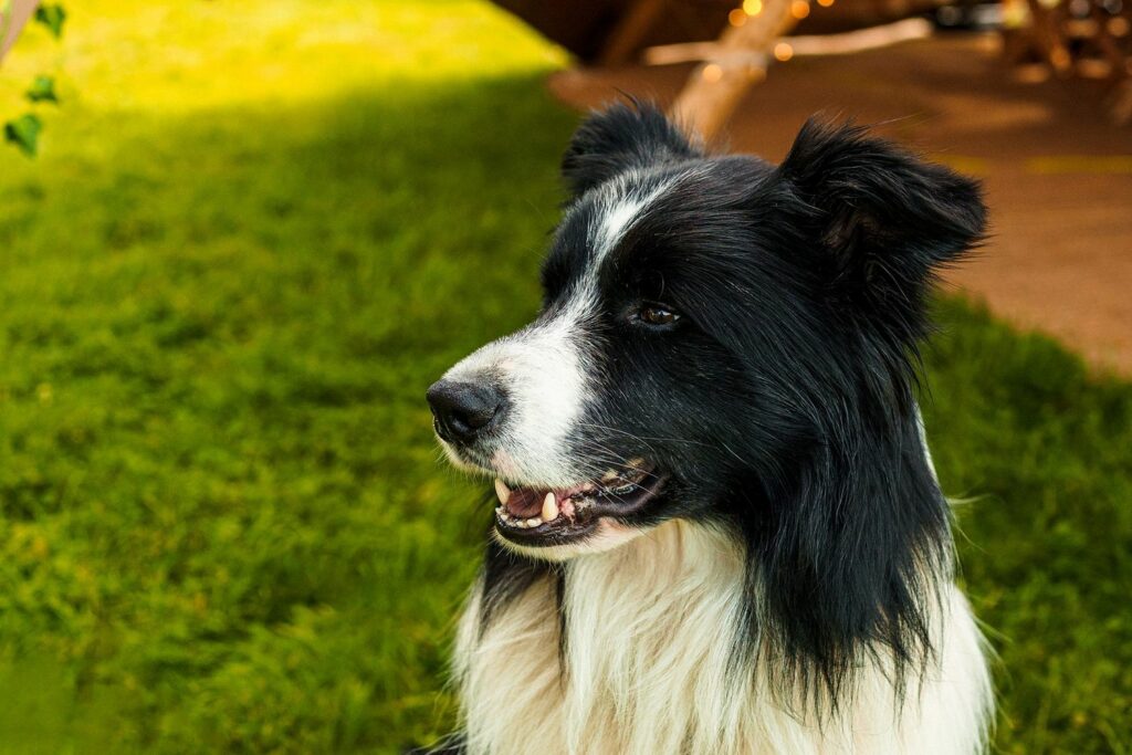 A black and white Border Collie with a fluffy coat stands on green grass, looking to the left with an open mouth, appearing happy. The background is a mix of shaded and sunlit areas with some indistinct wooden structures. Image by Documentary Wedding Photographer Lewis Bishop Photography.