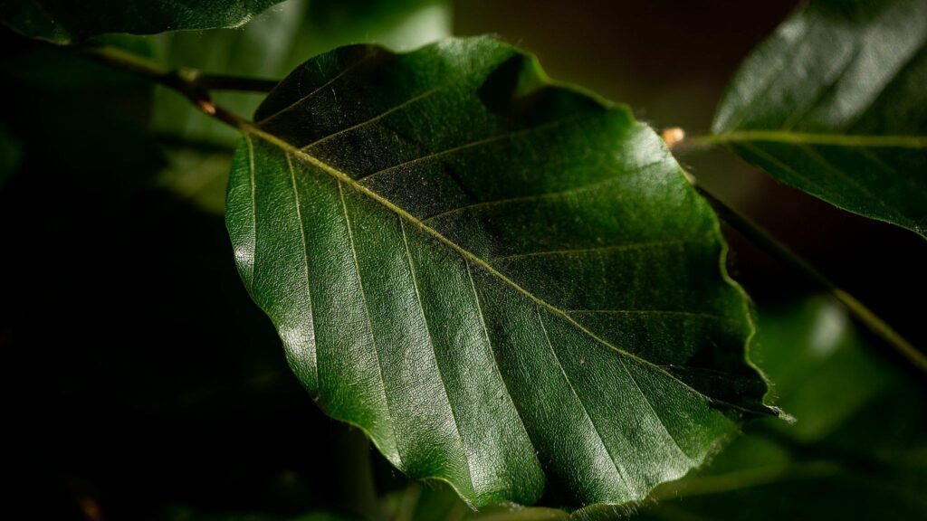 Close-up photo of a green leaf with a prominently veined texture and slightly serrated edges. The leaf is lit from the side, highlighting its glossy surface and intricate details. Dark green foliage can be seen in the blurred background. Image by Documentary Wedding Photographer Lewis Bishop Photography.