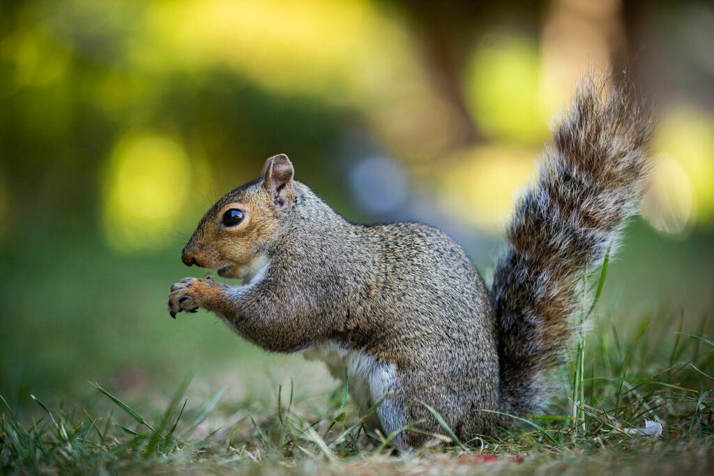 A close-up image of a gray squirrel standing on its hind legs in a grassy area. The squirrel has a bushy tail and appears to be holding food in its front paws. The background is blurred with green and yellow hues, suggesting a natural outdoor setting. Image by Documentary Wedding Photographer Lewis Bishop Photography.