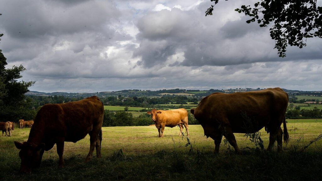 Cows grazing in a field under a cloudy sky. Rolling hills and patches of sunlight are visible in the background, with one cow standing centrally while others graze in the foreground. Trees frame the scene from above. Image by Documentary Wedding Photographer Lewis Bishop Photography.