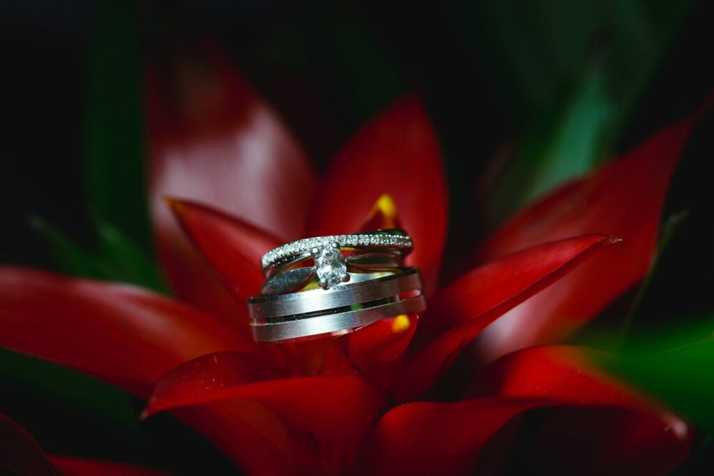 Two wedding rings rest on the red petals of a flower. One ring features a central diamond and is encrusted with smaller diamonds along the band, while the other is a plain silver band. The flower's vibrant hue and lush green leaves provide a striking contrast. Image by Documentary Wedding Photographer Lewis Bishop Photography.