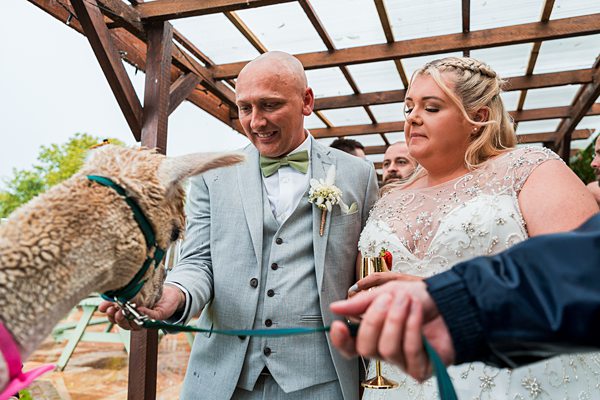 Wedding couple interacting with a llama outdoors.