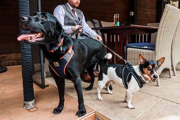 Man with two dogs on leashes outdoors.