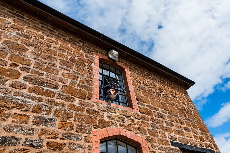 Dog looking out of stone building window.