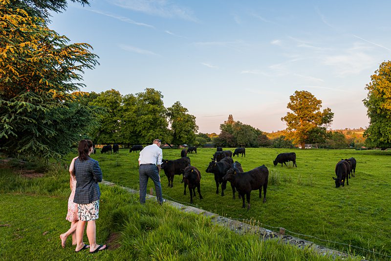 People observing cattle grazing in a picturesque field.