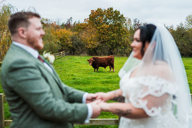 Bride and groom with cow in background.