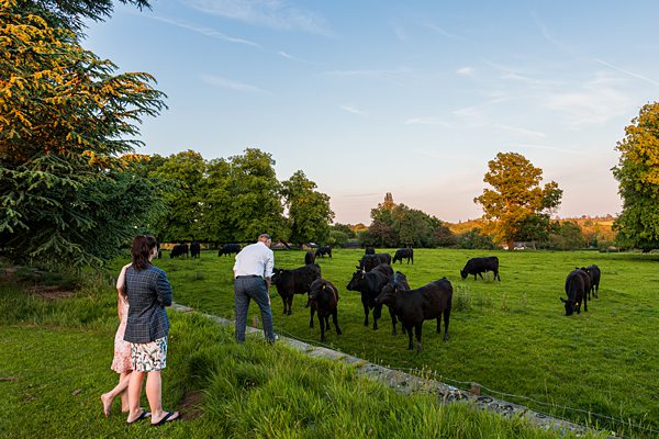People observing cows in a sunny green field.