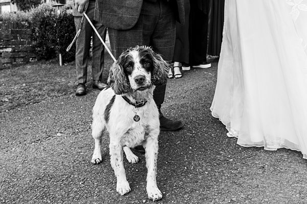 Spaniel dog on a lead at a wedding