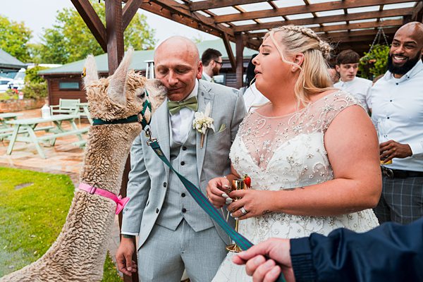 Bride and groom with llama at wedding outdoors