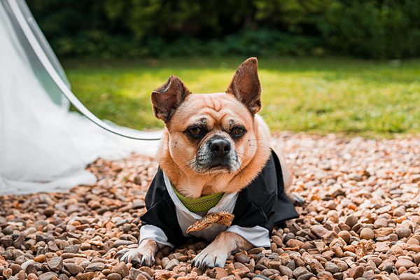 Dog in tuxedo on rocky path.